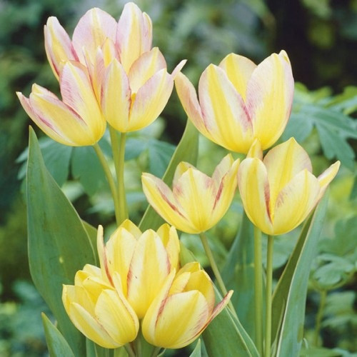 Луковицы Тюльпана Многоцветкового Antoinette - фото 2 - id-p543553609
