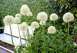 Аліум Mount Everest (декоративний стеблинчастий лук) цибулини