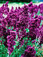 Шавлія дула зібрана Plumosa (Плюмоза), фото 3