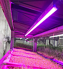 Фітосвітильник універсальний 9Вт 60см Т8 3PIN повний спектр для всіх рослин, фото 9