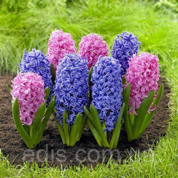 Арт-набір Блакитна мрія, 2 цибулини гіацинтів