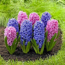 Арт-набір Блакитна мрія, 2 цибулини гіацинтів