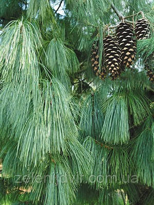 Сосна Гімалайська / Гріффіта 3 річна, Сосна гималайская / Гриффита, Pinus wallichiana / griffithii - фото 6 - id-p1259338405