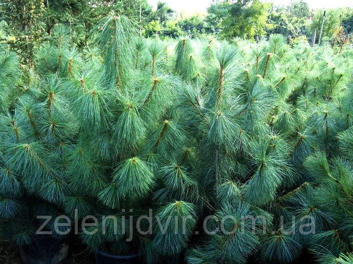 Сосна Гімалайська / Гріффіта 3 річна, Сосна гималайская / Гриффита, Pinus wallichiana / griffithii - фото 3 - id-p1259338405