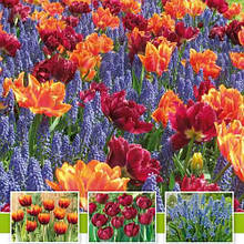 Арт-набори та колекції рослин