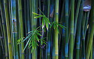 Про бамбуку