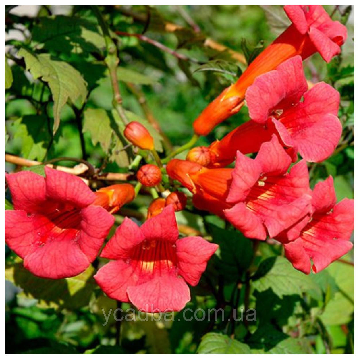 Кампсис текома Фламенко (горщик 0,5л), фото 1