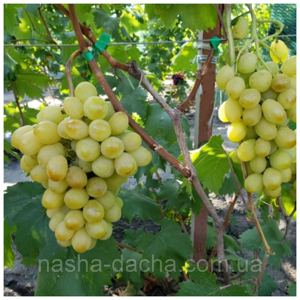 Виноград Слава Україні (зкс)