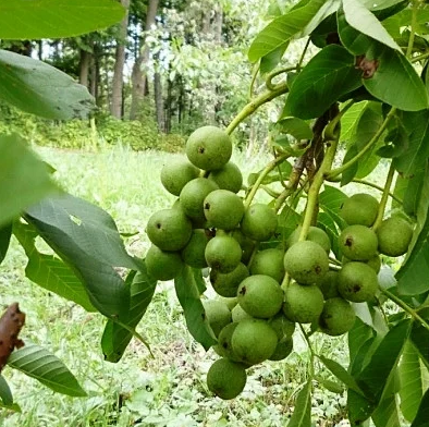 Саджанці волоського горіха Іван Багряний (привитий) — середньо пізній термін