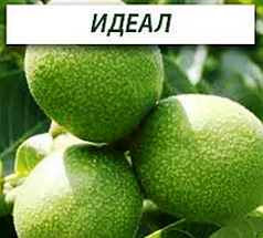 Саджанці волоського горіха Ідеал (2 літній) — ранній, великоплідний