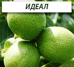 Саджанці волоського горіха Ідеал (привитий) — раннього терміну, урожайний