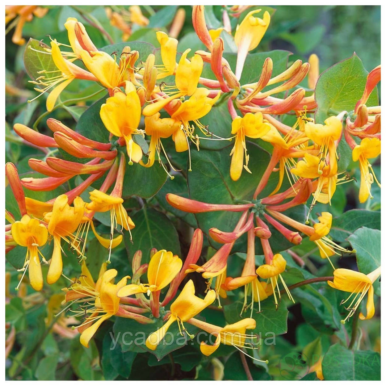 Жимолость Тельмана (горщик 0,5л), фото 1