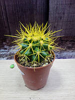 Гіркувата рослина кактус міні кольорова жовта