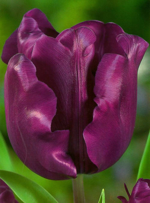 

Тюльпан триумф Negrita (луковицы), Фиолетовый