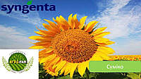 СУМІКО (SUMIKO), від виробника «Сингента» (Syngenta AG) (Період вегетації - 110-115 днів))