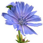 Изображение цветка капель Баха №8 Chicory (Цикорий) Изображение Wild Oat