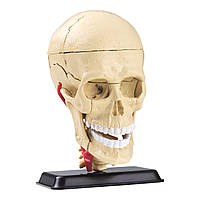 Набір для досліджень Edu-Toys Модель черепа з нервами збірна, 9 см (SK010)