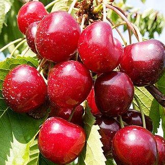 Саджанці Черешні Ера — середнього терміну, солодка, невибаглива