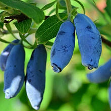 Жимолость їстівна Богдана 1 рік (рання)