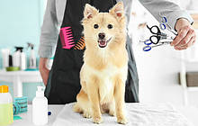 Грумінг (догляд за хутром та інше)