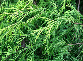 Туя (thuja)