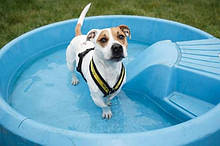 Басейни для собак