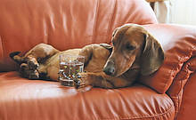 Охолоджуюча амуніція та місця