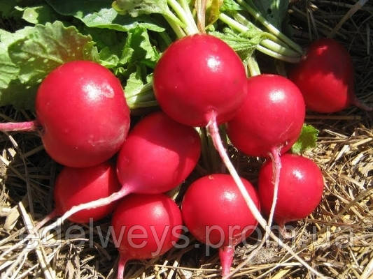 Редис "Сакса" семена 5 г, фото 1