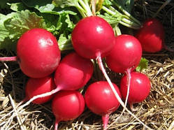 Редис "Сакса" семена 5 г