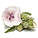 Алтей трава 50 грамів — (Althaea officinalis), фото 5