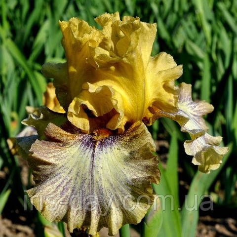 Ірис Portevas Портєвас (Pi÷tek 2018) (сажінки), фото 1