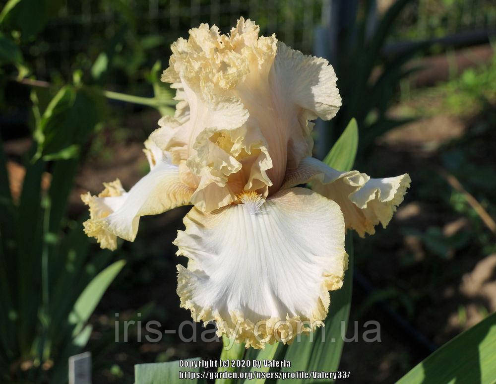 Ірис Olena Bayrak Олена Байрак (Чорнозуб 2015) (сажі), фото 1