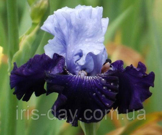 Ірис Dashing Squire Дашин Сквайє ( Blyth 2014), фото 1