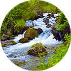 Зображення крапель Баха №27 Rock Water (Гірська вода) Зображення Rock Water Bach Flowers Remedy
