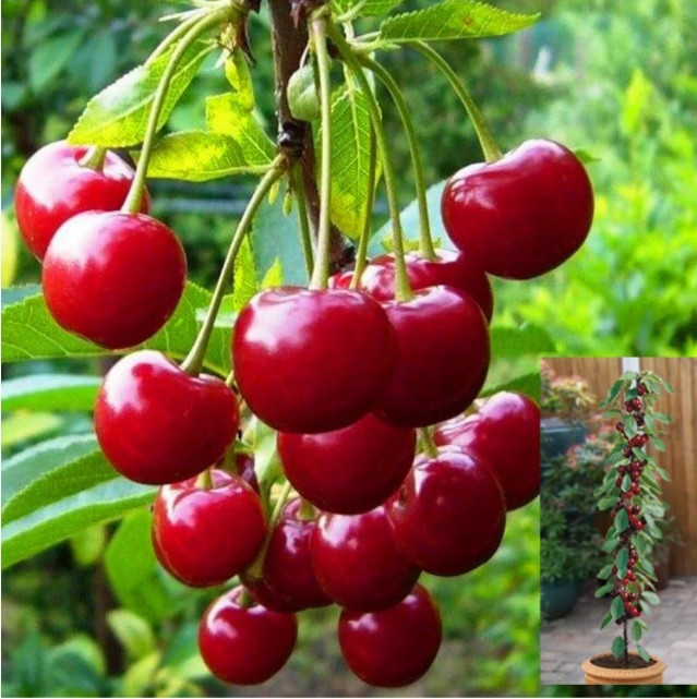 Саджанці Вишні колоноподібної Малютка — раннього терміну, велика