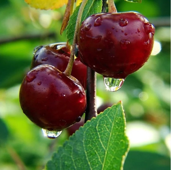 Саджанці Вишні Ксинія — раннього терміну, солодка, великоплідна