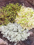 Набір мохів для тераріуму (сфангум.ягель.лісовий мох), фото 2