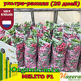 Насіння, редис ультраранній, Меліто F1/Melito F1, 250 грамів, ТМ Hazera Seeds (Нідерланди), фото 7