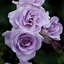 Троянда Blue wave