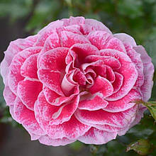 Троянда флорибунда Регенсберг