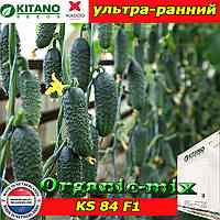 Насіння, огірок ультра ранній Сатомі F1 (КС 84 F1), суперпучковой, 1000 насінин, ТМ Kitano Seeds