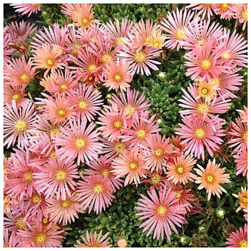 Делосперма Келаїдис 5 (горщик 0,5л)