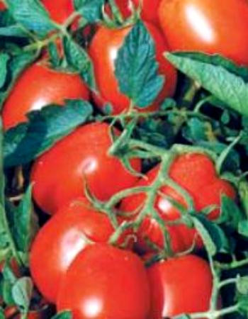 Насіння томату детермінантного,Астерікс F1, (25000семян), Syngenta, Швейцарія, фото 1