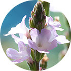 Зображення квітки крапель Баха №31 Vervain (Вербена) Зображення Vervain