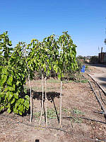 GreenWay Шелковица плакучая черная Шепот ветра