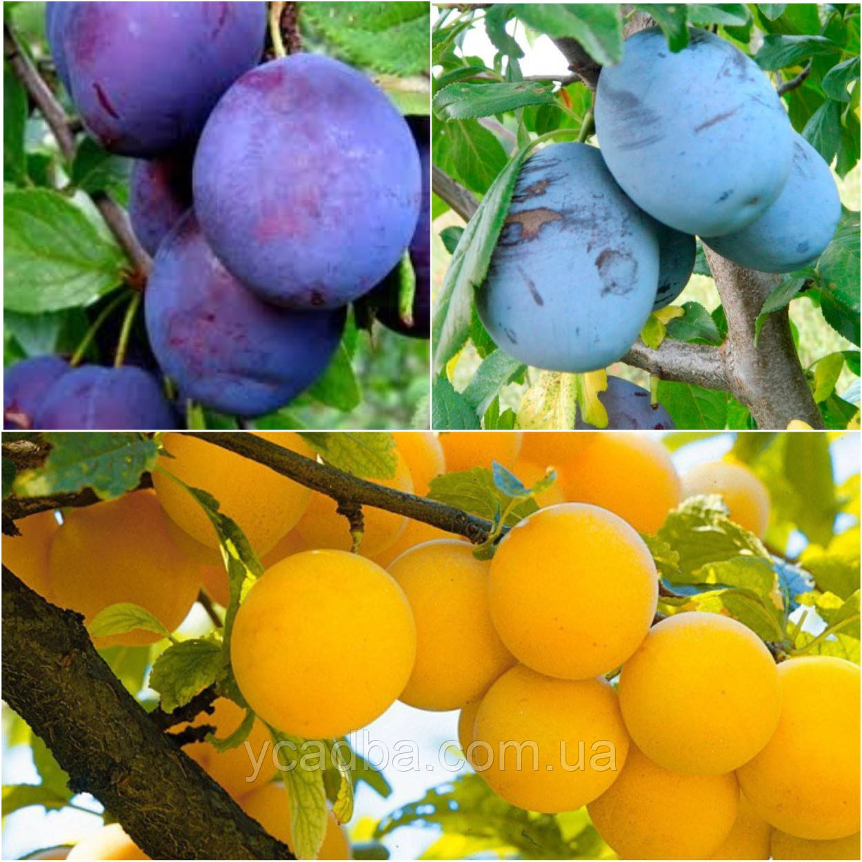 Дерево-сад слива, 3 сорти, Топ Гігант + Амерс + Гек, фото 1