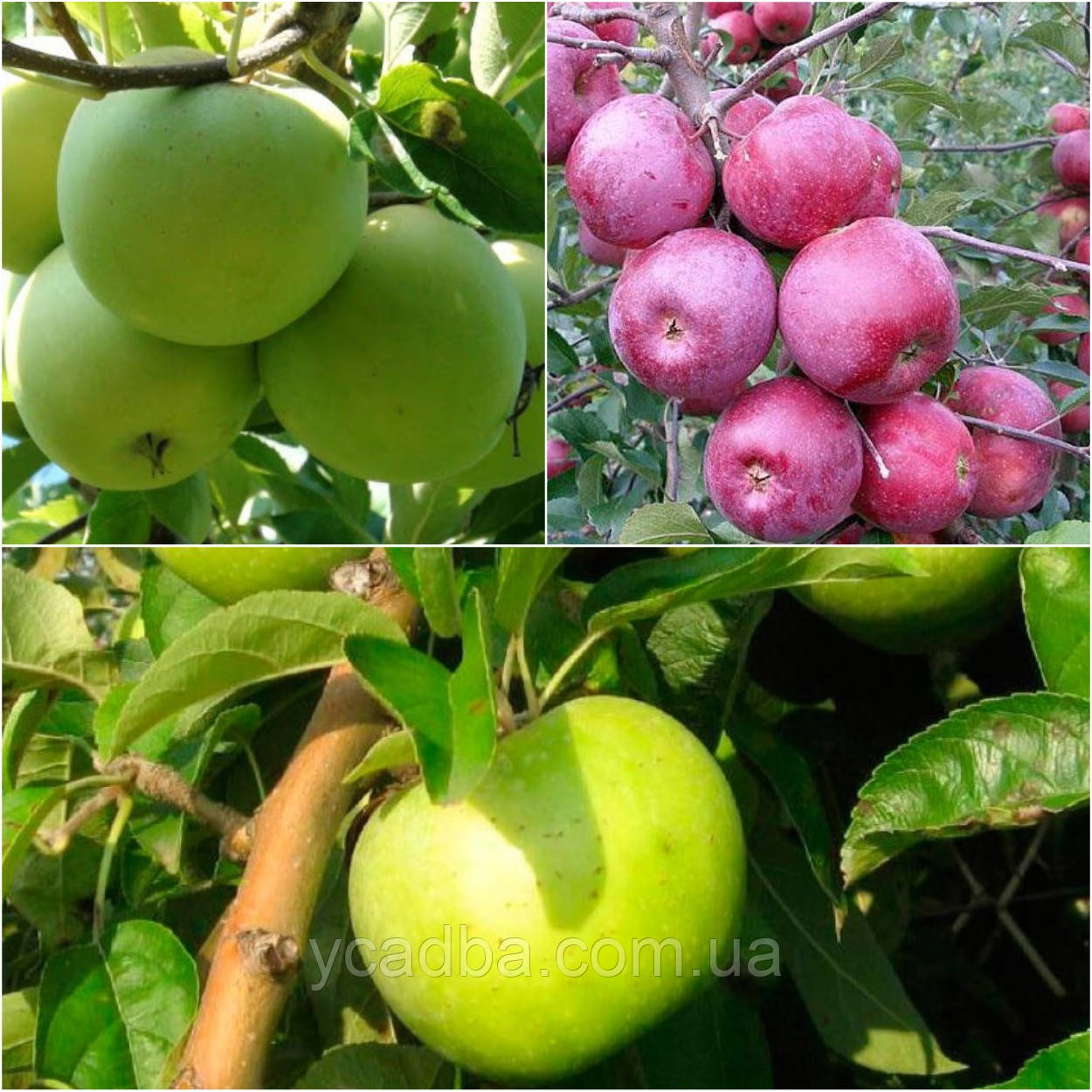 Дерево-сад яблуня Мутсу + флорина + Семеренко, фото 1