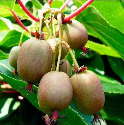 Саджанці актинідії (киви) Самоплідна (Self-fertile) — самоплідна, фото 2