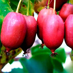Саджанці актинідії (ківі) Пурпурова (Purple) - жіночий сорт, урожайна
