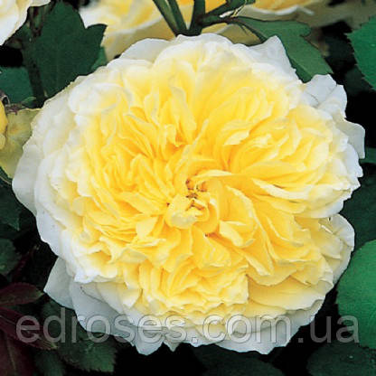 Пилигрим (The Pilgrim ), фото 1